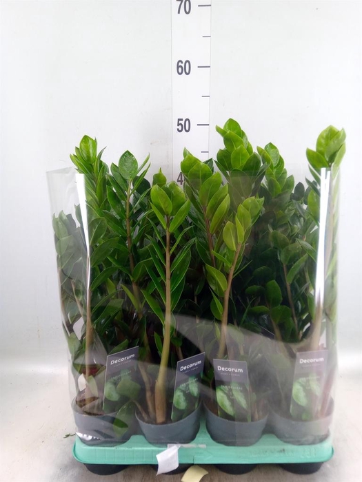 <h4>Zamioculcas zamiifolia 'Lima'</h4>