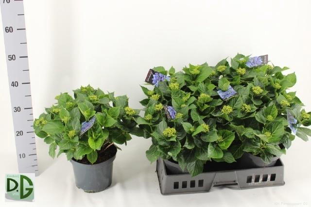 <h4>HYDR M EARLY</h4>