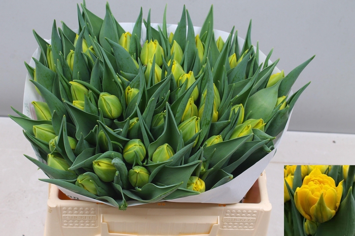 <h4>TU DU NIKON</h4>