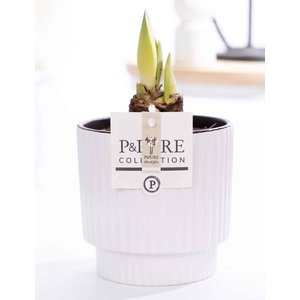 Hippeastrum white in P&PURE Ivy ceramics shiny white