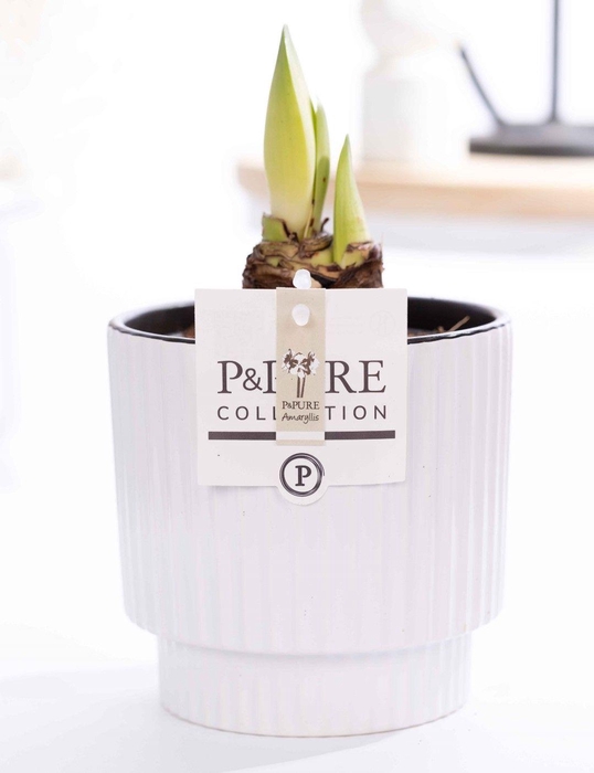 <h4>Hippeastrum white in P&PURE Ivy ceramics shiny white</h4>