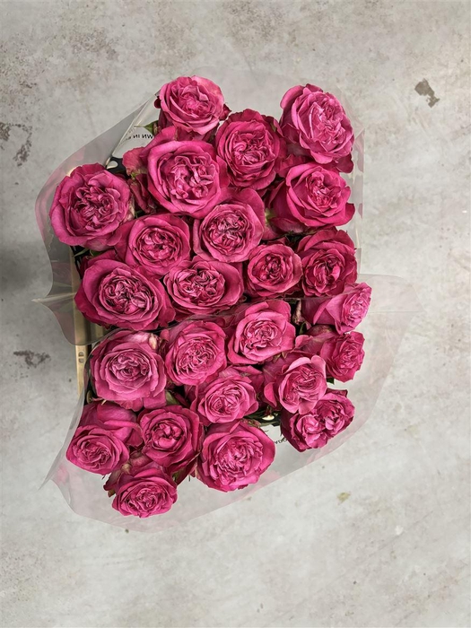 <h4>R GR Dark Crown</h4>