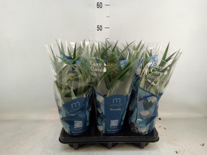 <h4>Ananas  'Mi Amigo'</h4>