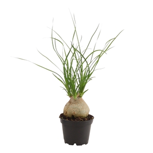 Beaucarnea Bol 6 cm