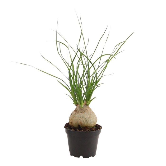 <h4>Beaucarnea Bol 6 cm</h4>