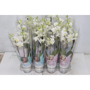PHALAENOPSIS MINI P06 BRANCO 2 HT