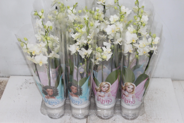 <h4>PHALAENOPSIS MINI P06 BRANCO 2 HT</h4>