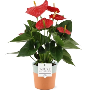 Anthurium Esudo in Pure Terra Cotta ceramics