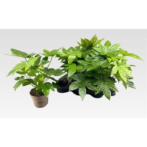 FATSIA JAPONICA P15