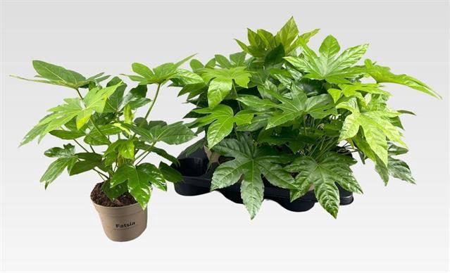 <h4>FATSIA JAPONICA P15</h4>