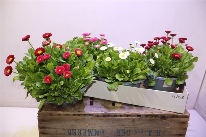 <h4>Bellis P Kl Bel Gem</h4>