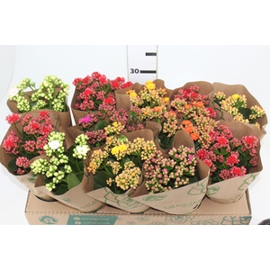 KALANCHOE DOBRADO P11