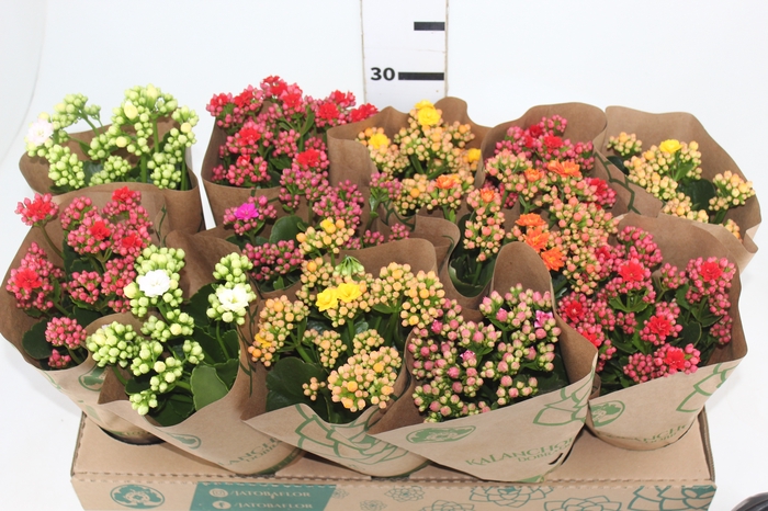 <h4>KALANCHOE DOBRADO P11</h4>