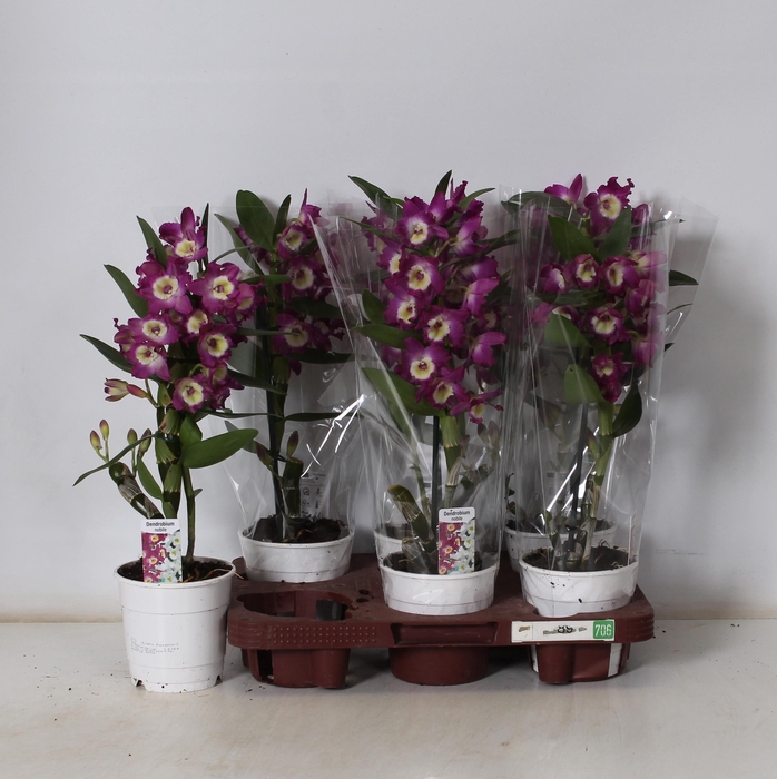 <h4>DEND NOBILE</h4>