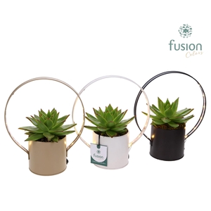 LED planter zink pot met Echeveria