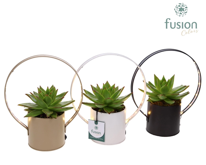 <h4>LED planter zink pot met Echeveria</h4>