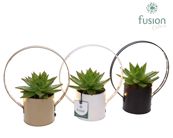 <h4>LED planter zink pot met Echeveria</h4>