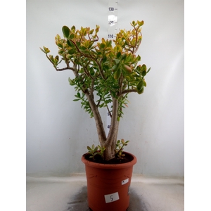 Crassula ovata 'Sunset'