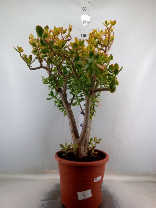 <h4>Crassula ovata 'Sunset'</h4>