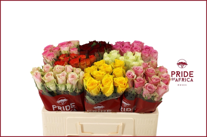 <h4>R GR GEM IN FUST</h4>