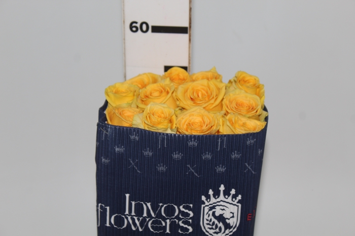 <h4>ROSA AMARELA HUMMER 060 IMPORTADA</h4>