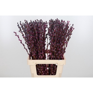 Salix Katjes Kl Bh Roulette
