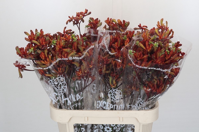 <h4>Kangaroo Paw Early Spring Indoor</h4>