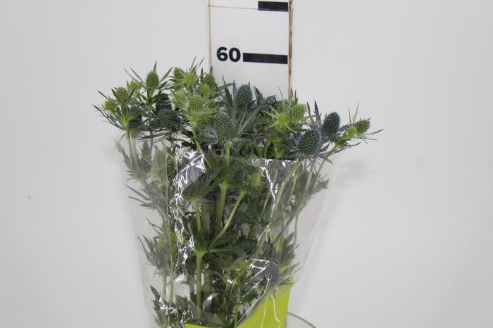 <h4>ERYNGIUM 060 CM</h4>