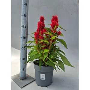 CEL PL KIMONO RED