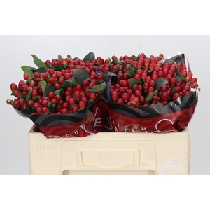 Hypericum True Romance