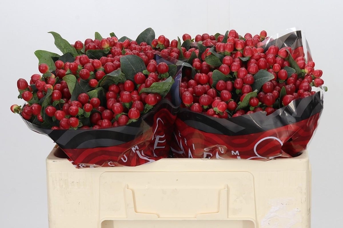 <h4>Hypericum True Romance</h4>