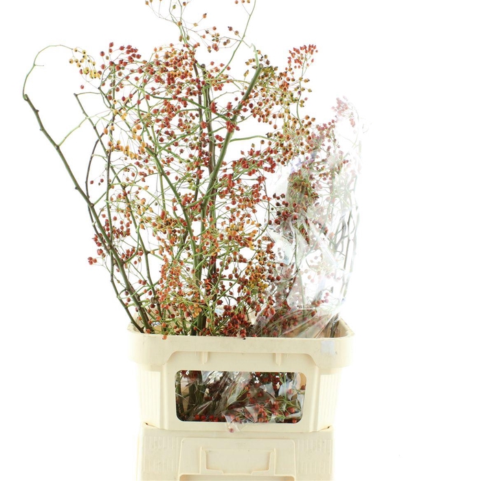 <h4>Rosa Corallo Orange Red</h4>