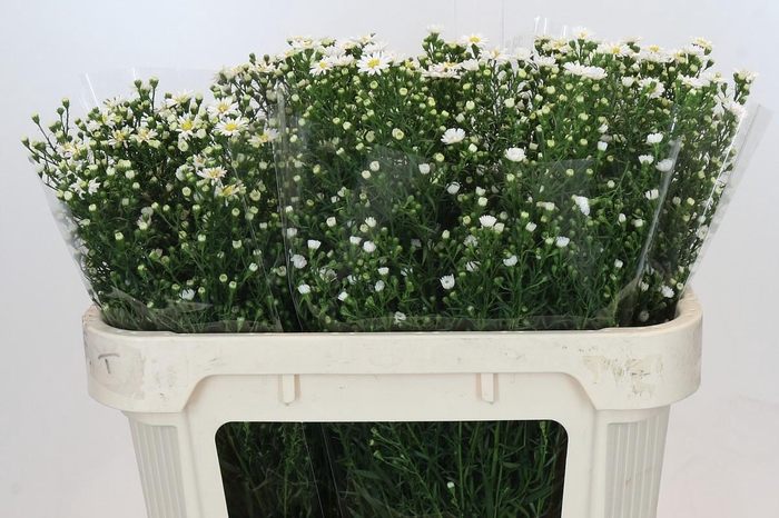 <h4>Aster Paquita</h4>