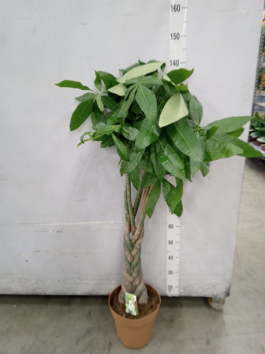 <h4>Pachira aquatica</h4>