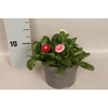Bellis perennis BamBam trio