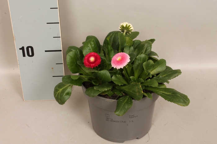 Bellis perennis BamBam trio