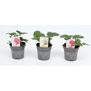Fragaria mix