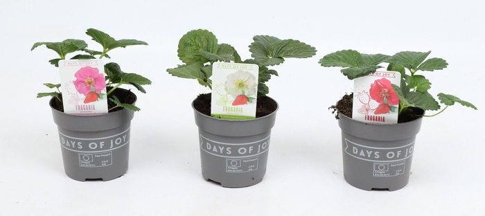 <h4>Fragaria mix</h4>