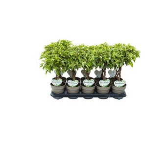 Ficus Lucky P12
