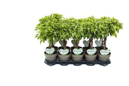 <h4>Ficus Lucky P12</h4>