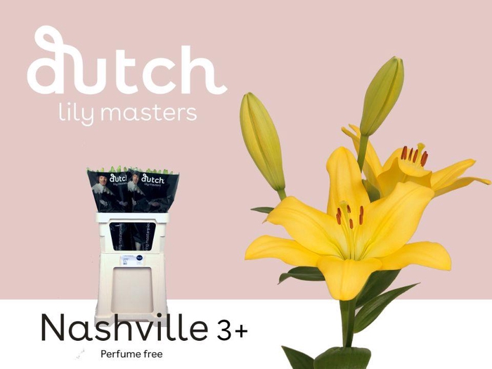 <h4>LI LA NASHVILLE# 3+</h4>