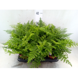 Asplenium parvati