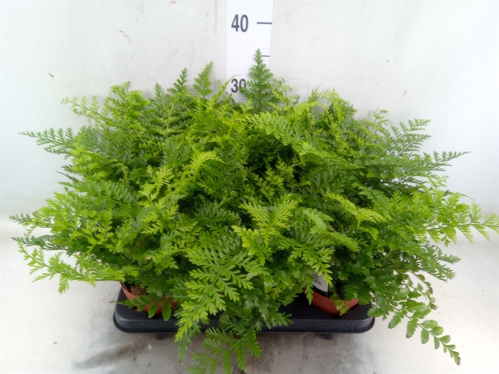 <h4>Asplenium parvati</h4>