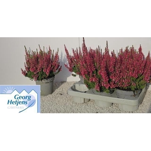 Calluna vulg. Garden Girls Milva