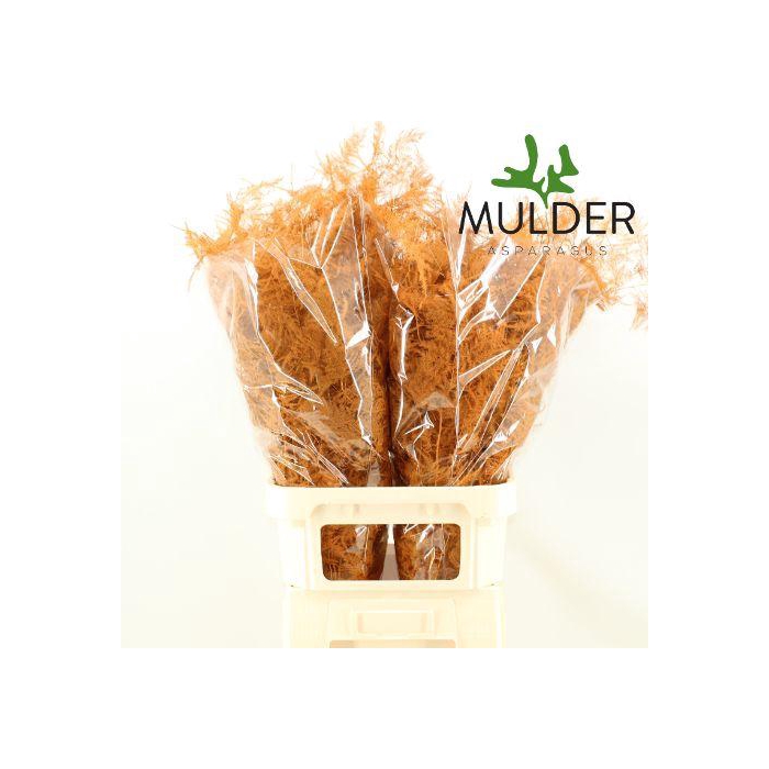 <h4>ASP OV KLB H%</h4>