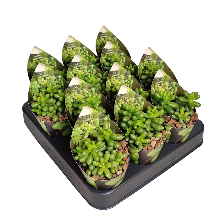 <h4>SEDUM OVERIG</h4>