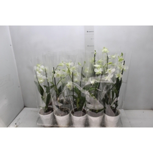 DENPHALAEN P12 BRANCO