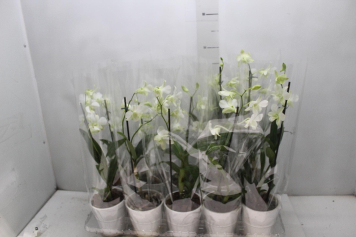 <h4>DENPHALAEN P12 BRANCO</h4>