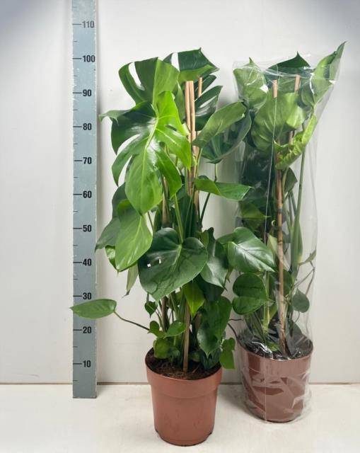 <h4>MONSTERA DELICIOSA</h4>