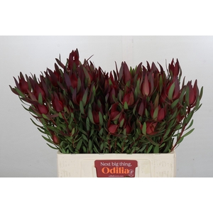 Leucadendron Saf Sunset Dark R.Spray